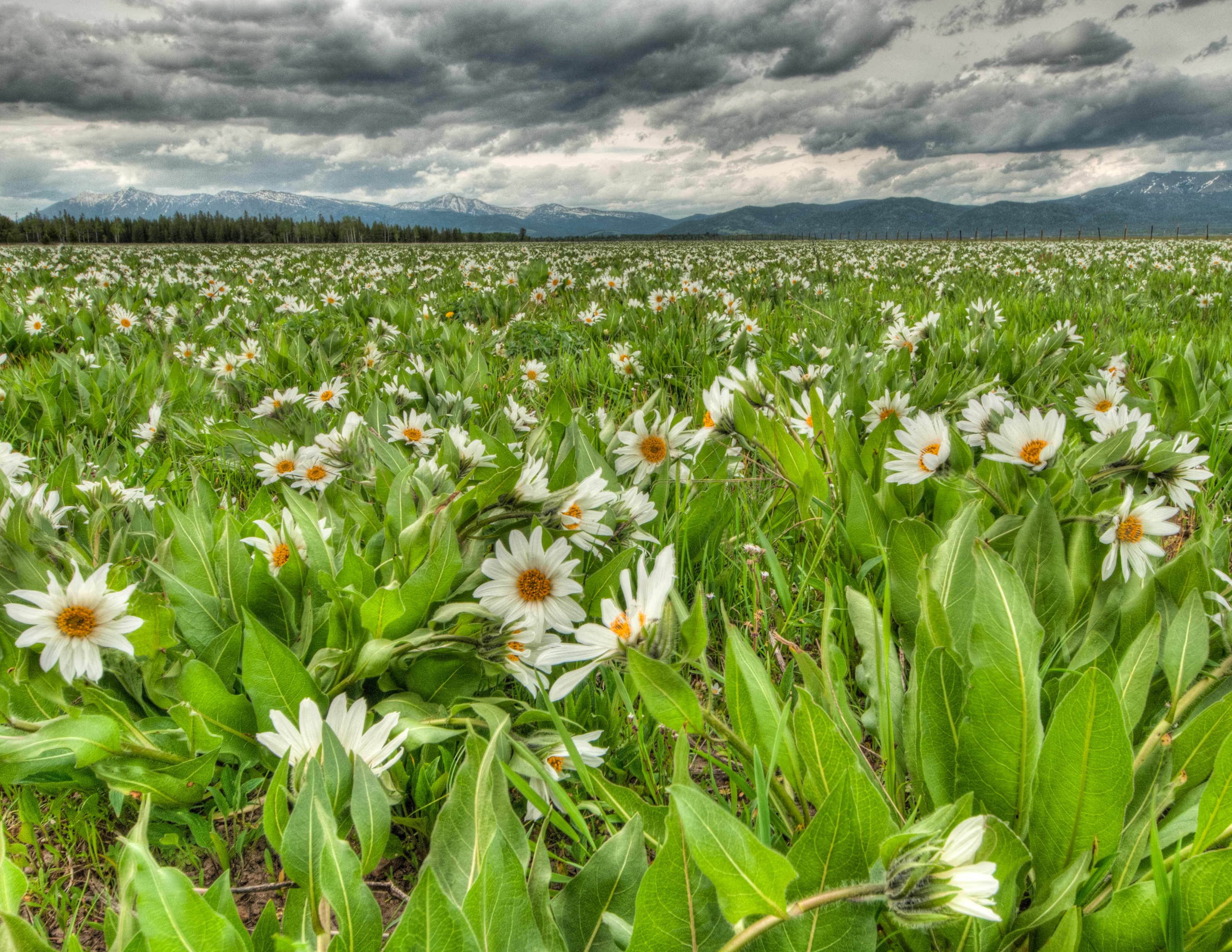 20110625-Daisy Field_tonemapped-Final_edited-1